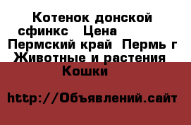 Котенок донской сфинкс › Цена ­ 3 000 - Пермский край, Пермь г. Животные и растения » Кошки   